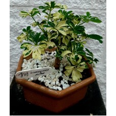 Bonsai 7 years
